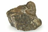 Cretaceous Fossil Heteromorph (Scaphites) Ammonite - Utah #266728-1